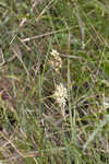 Southern milkweed